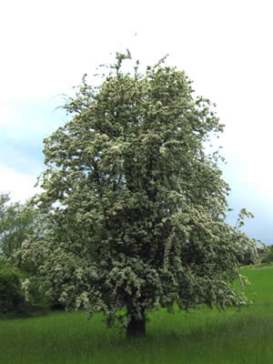 crataegus-monogyna-01.jpg