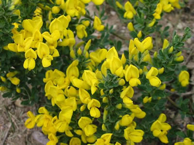 cytisus-decumbens-04.jpg