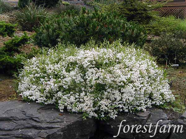 deutzia-gracilis-01.jpg