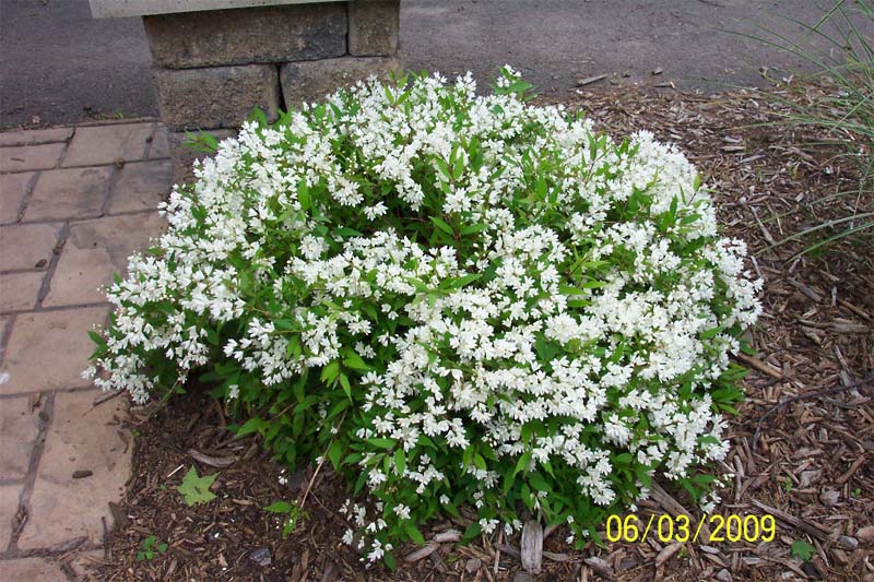 deutzia-gracilis-03.jpg