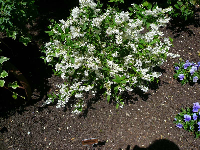 deutzia-gracilis-04.jpg