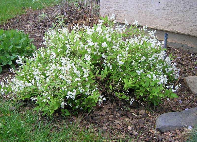 deutzia-gracilis-05.jpg