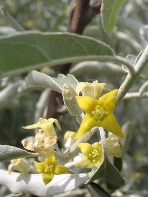elaeagnus-angustifolia-02.jpg