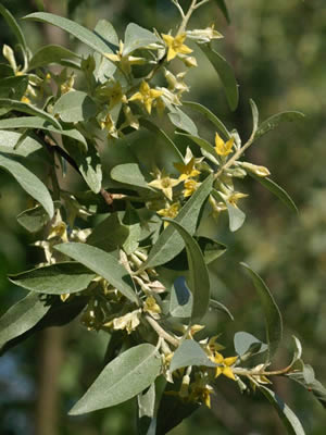 elaeagnus-angustifolia-03.jpg