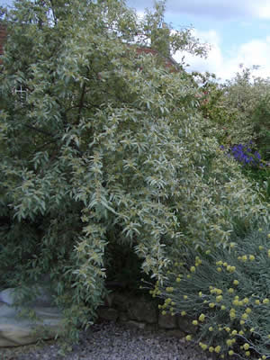 elaeagnus-argentea-02.jpg