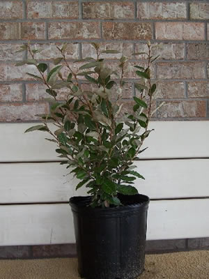 elaeagnus-argentea-04.jpg