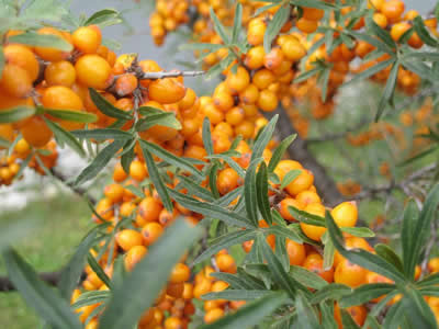 hippophae-rhamnoides-03.jpg