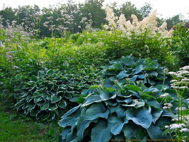 hosta-hybridum-blue-angel-01.jpg