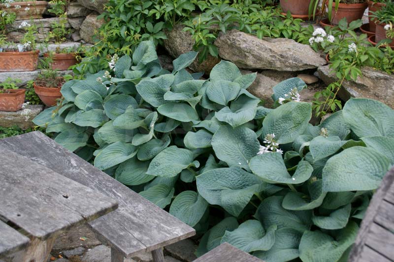 hosta-hybridum-blue-angel-03.jpg