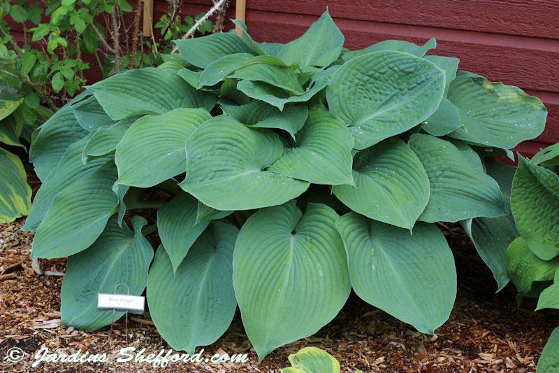 hosta-hybridum-blue-angel-07.jpg