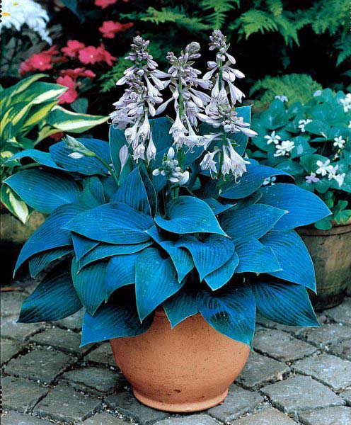 hosta-hybridum-halcyon-08.jpg