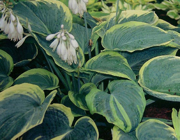 hosta-hybridum-paradise-expectations-01.jpg