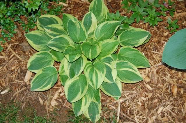 hosta-hybridum-paradise-expectations-05.jpg