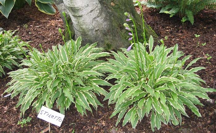 hosta-hybridum-stilletto-02.jpg