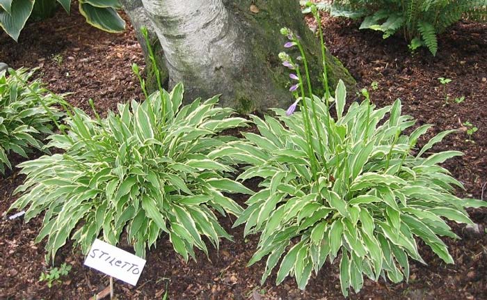 hosta-hybridum-stilletto-02.jpg