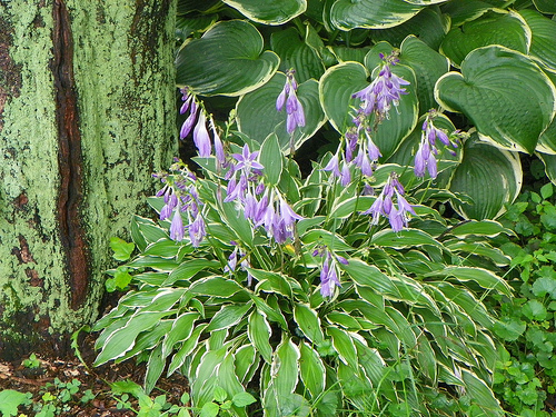 hosta-hybridum-stilletto-07.jpg