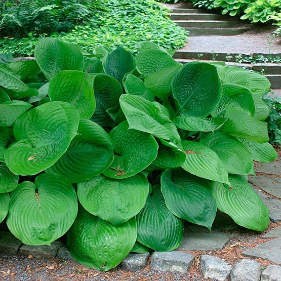 hosta-hybridum-sum-and-substance-04.jpg