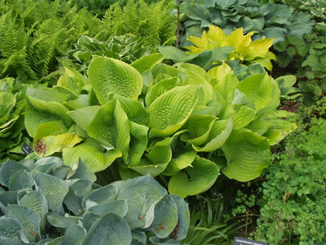 hosta-hybridum-sum-and-substance-07.jpg