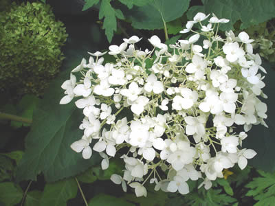 hydrangea-arborescens-grandiflora-03.jpg