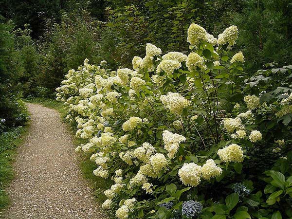 hydrangea-paniculata-01.jpg