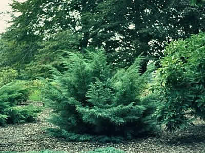 juniperus-chinensis-hetzii-01.jpg