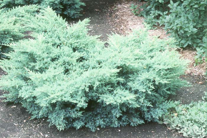juniperus-chinensis-pfitzeriana-compacta-01.jpg