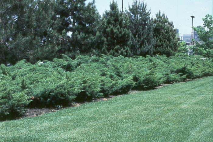 juniperus-chinensis-pfitzeriana-03.jpg