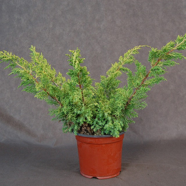 juniperus-chinensis-plumosa-aurea-05.jpg