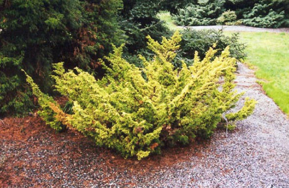 juniperus-chinensis-plumosa-aurea-06.jpg