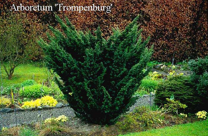 juniperus-chinensis-blaauw-01.jpg