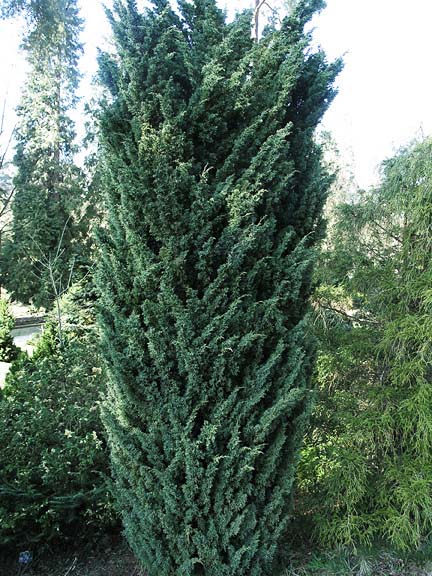 juniperus-chinensis-blaauw-03.jpg