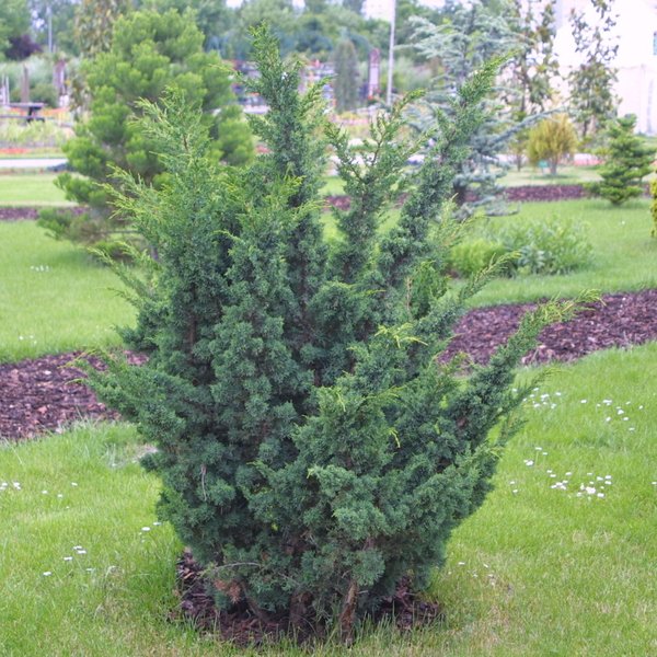 juniperus-chinensis-blaauw-06.jpg