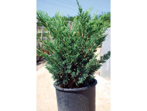 juniperus-chinensis-blaauw-07.jpg