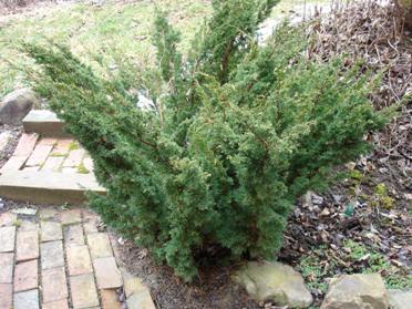 juniperus-chinensis-blaauw-08.jpg