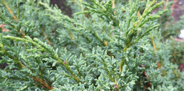 juniperus-chinensis-blaauw-10.jpg