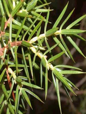 juniperus-communis-hibernica-02.jpg