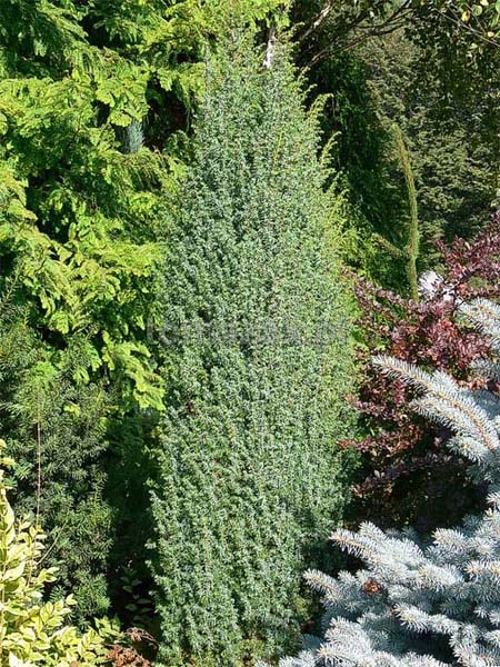 juniperus-communis-meyer-01.jpg