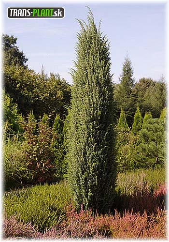 juniperus-communis-meyer-04.jpg