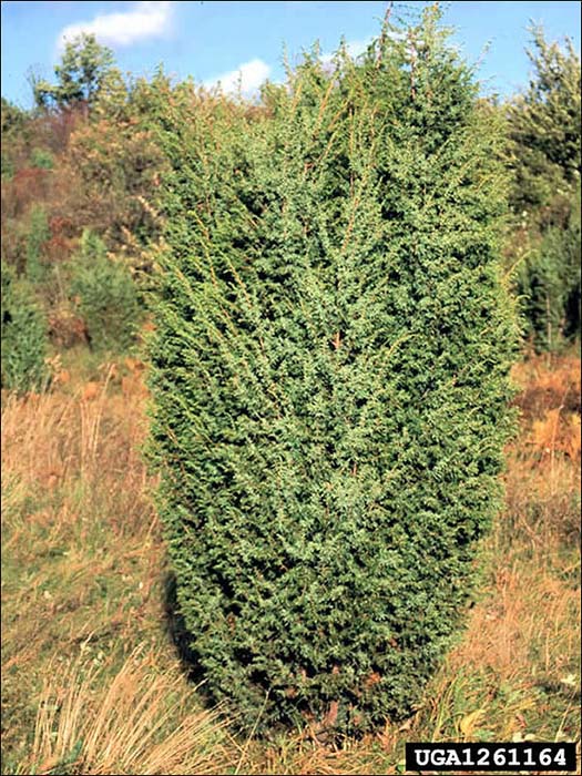 juniperus-communis-06.jpg