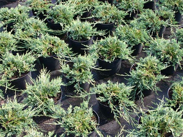 juniperus-horizontalis-glauca-09.jpg