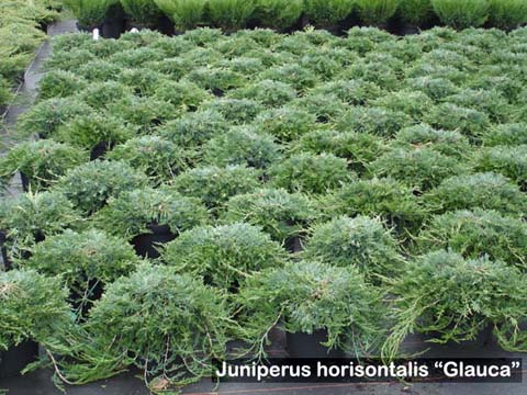 juniperus-horizontalis-glauca-12.jpg