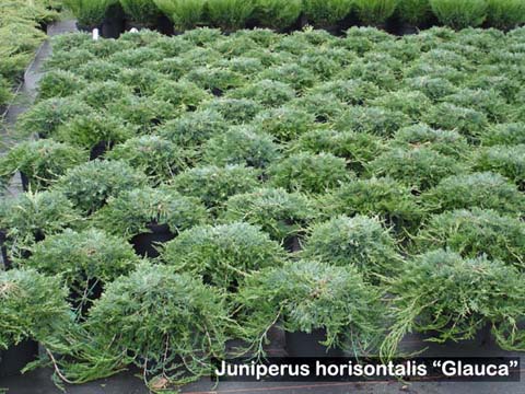 juniperus-horizontalis-glauca-12.jpg