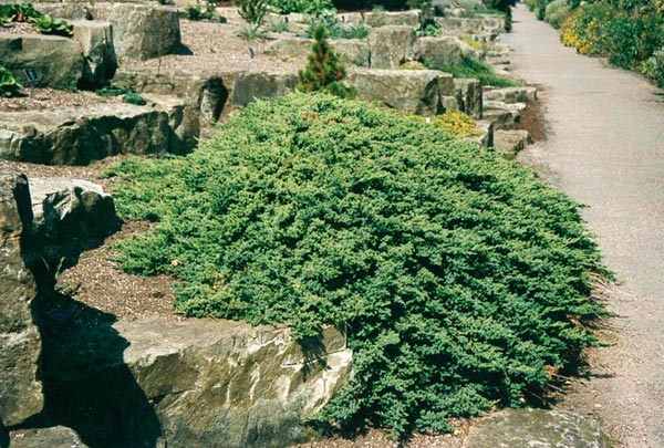 juniperus-procumbens-nana-01.jpg