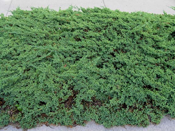 juniperus-procumbens-nana-07.jpg