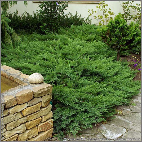 juniperus-sabina-rockery-gem-03.jpg