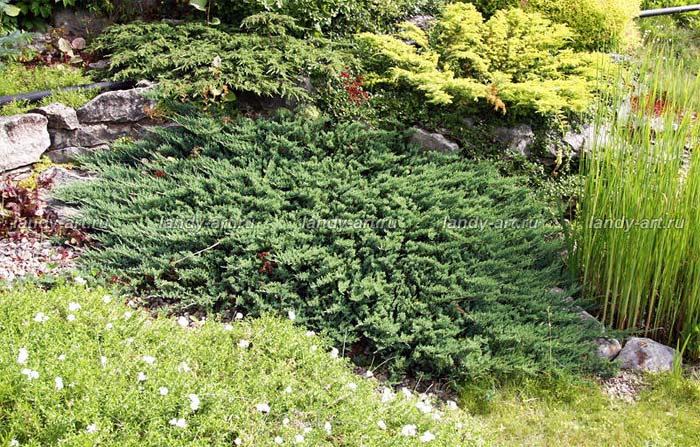juniperus-sabina-rockery-gem-06.jpg