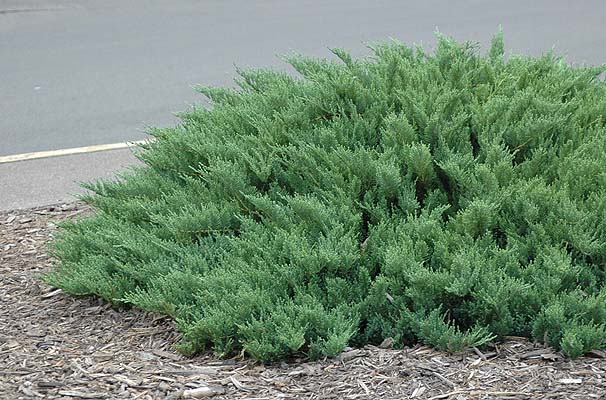 juniperus-sabina-tamariscifolia-01.jpg