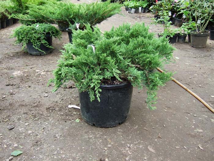 juniperus-sabina-tamariscifolia-06.jpg