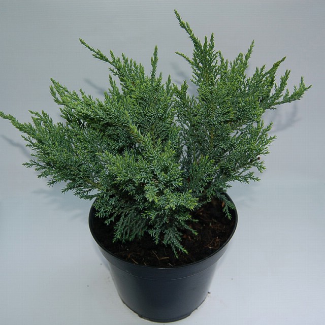 juniperus-sabina-tamariscifolia-11.jpg