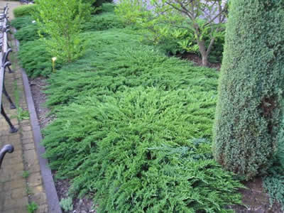 juniperus-sabina-tamariscifolia-15.jpg